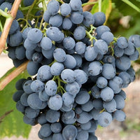 Hybrid Grape - Autumn Royal Grape Vine Fruit Plant