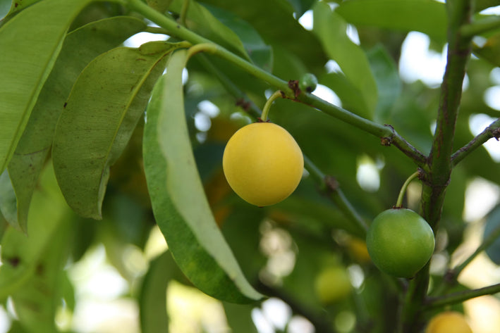 Baraba - Garcinia intermedia Fruit Plant