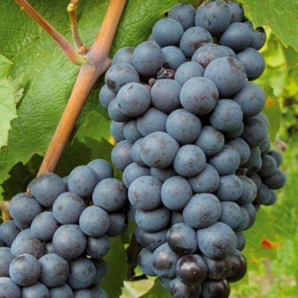 Hybrid Grape - Black Hamburg Grape Vine Fruit Plant