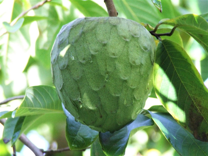 Cherimoya - Annona cherimola Fruit Plant