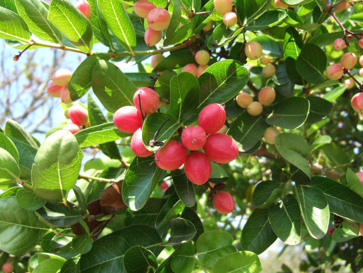 Karonda Cherry - Carissa carandas Fruit Plant