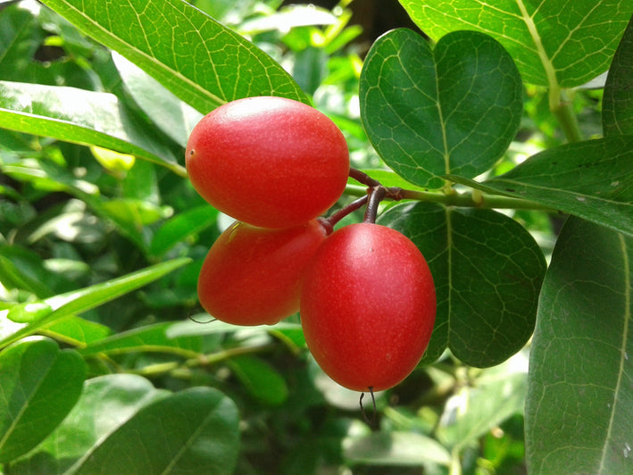 Karonda Cherry - Carissa carandas Fruit Plant