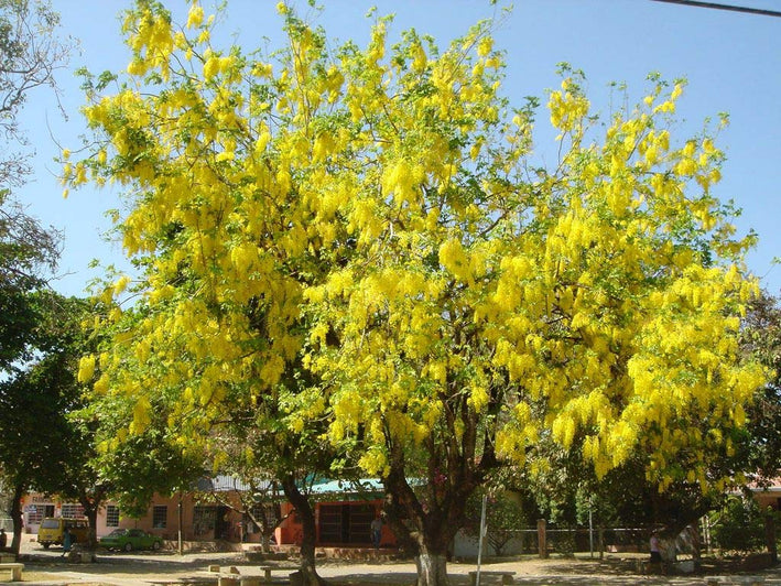 Golden Shower - Cassia fistula Tree Plant