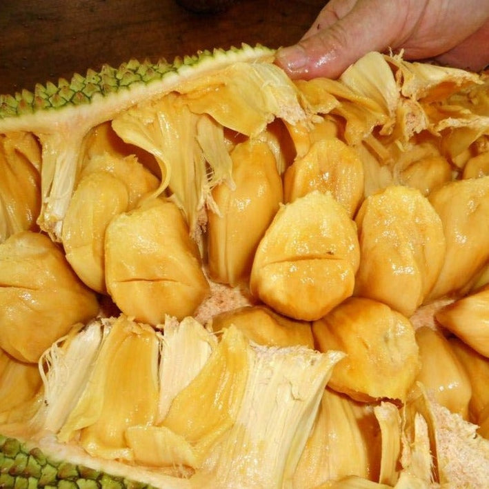 Hybrid Jackfruit - Cheena Jackfruit Exotic Fruit Plant – Royal Paradise ...