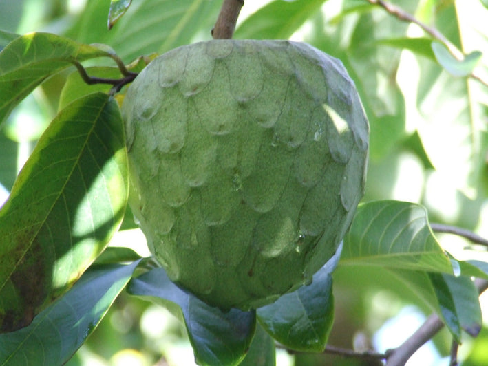 Cherimoya - Annona cherimola Fruit Plant