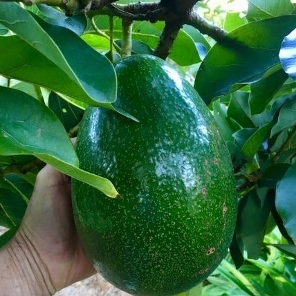 Hybrid Avocado ( CHOQUETTE ) Fruit Plant