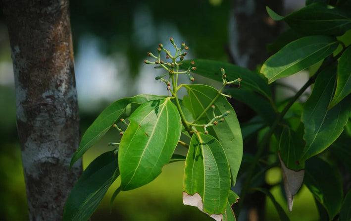 Cinnamon Spice Plant