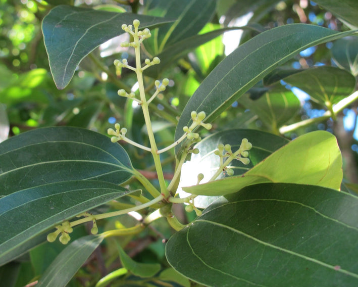 Cinnamon Spice Plant