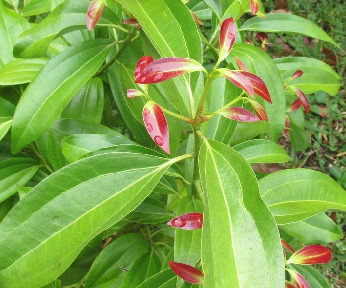 Cinnamon Spice Plant