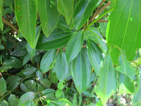 Cinnamon Spice Plant