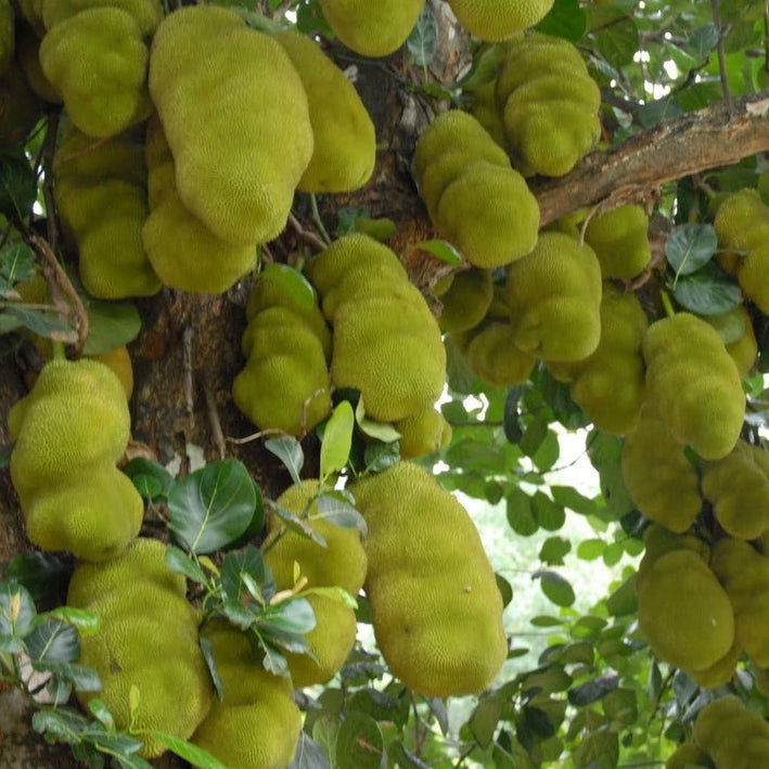 Hybrid Jackfruit - Cochin Jackfruit Exotic Fruit Plant