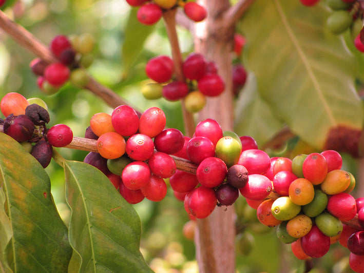 Arabica Coffee Plant