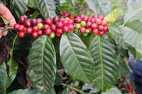 Cauvery Coffee Plant