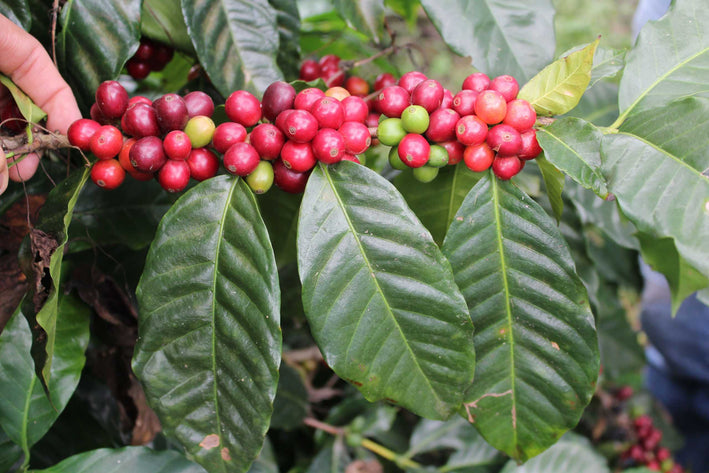 Cauvery Coffee Plant