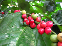 Liberica Coffee Plant