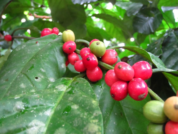 Liberica Coffee Plant