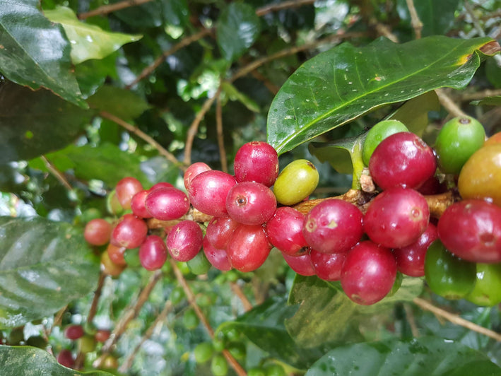 Mysore Nugget Coffee Plant