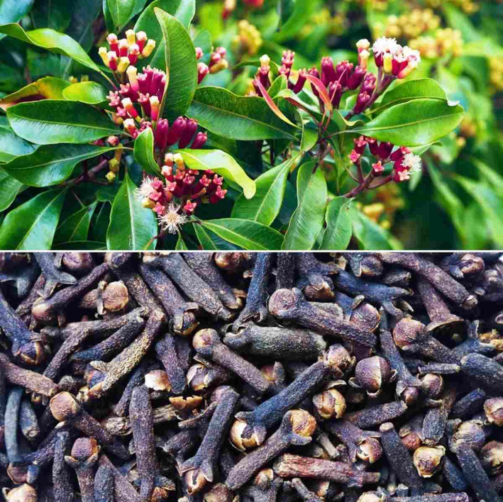 Clove - Spice Plant