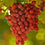 Hybrid Grape - Crimson Grape Vine Fruit Plant