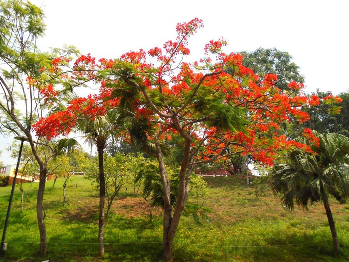 Gulmohar - Delonix regia Tree Plant