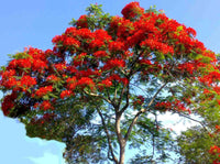 Gulmohar - Delonix regia Tree Plant