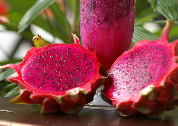 Red Flesh Dragonfruit Plant