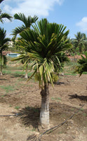 Hybrid Dwarf Arecanut - Dwarf Hybrid  Plant