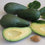 Hybrid Avocado ( FUERTE ) Fruit Plant