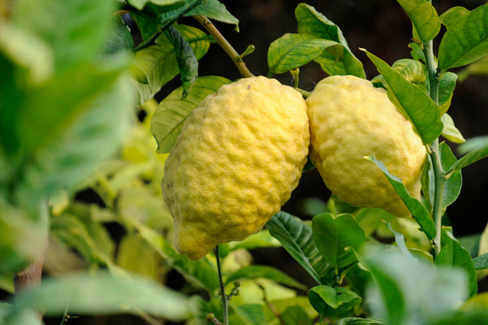 Ganapathy Lemon - Citrus medica Fruit Plant