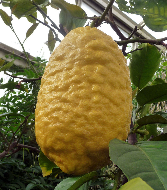 Ganapathy Lemon - Citrus medica Fruit Plant