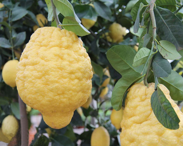 Ganapathy Lemon - Citrus medica Fruit Plant