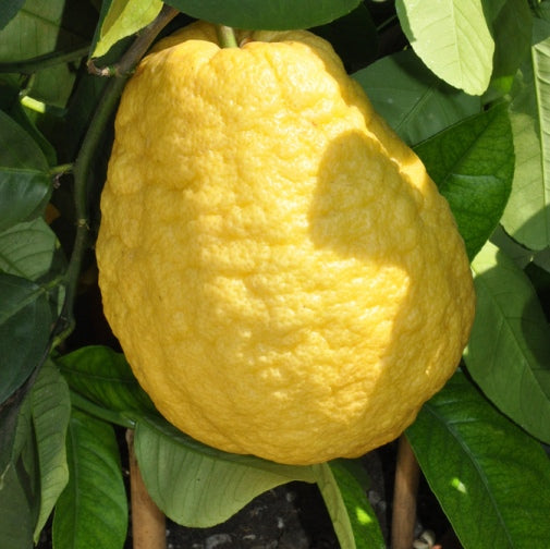 Ganapathy Lemon - Citrus medica Fruit Plant