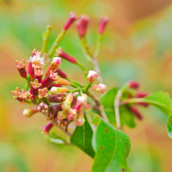 Clove - Spice Plant