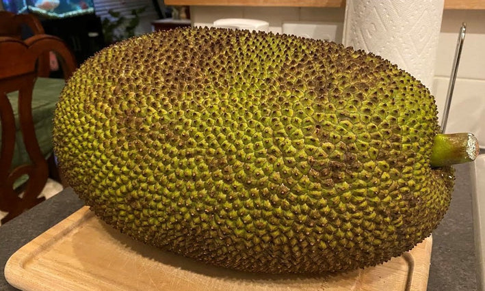 Hybrid Jackfruit - Golden Nugget Jackfruit Exotic Fruit Plant