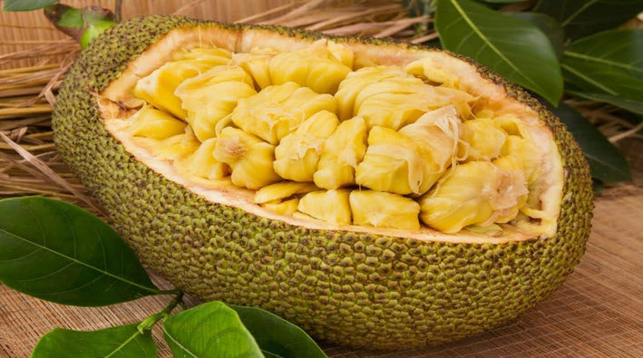 Hybrid Jackfruit - Golden Pillow Jackfruit Exotic Fruit Plant