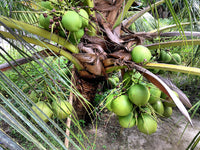 Hybrid Dwarf Coconut - Green Malayan  Plant