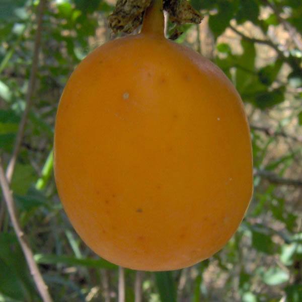 Passionfruit " Giant Yellow  " Exotic 20 Fruit Seeds