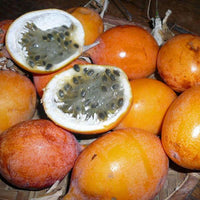 Passionfruit 