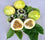 Passionfruit " Panama Sweet Gold  " Exotic 20 Fruit Seeds