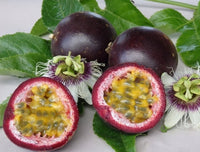 Passionfruit 