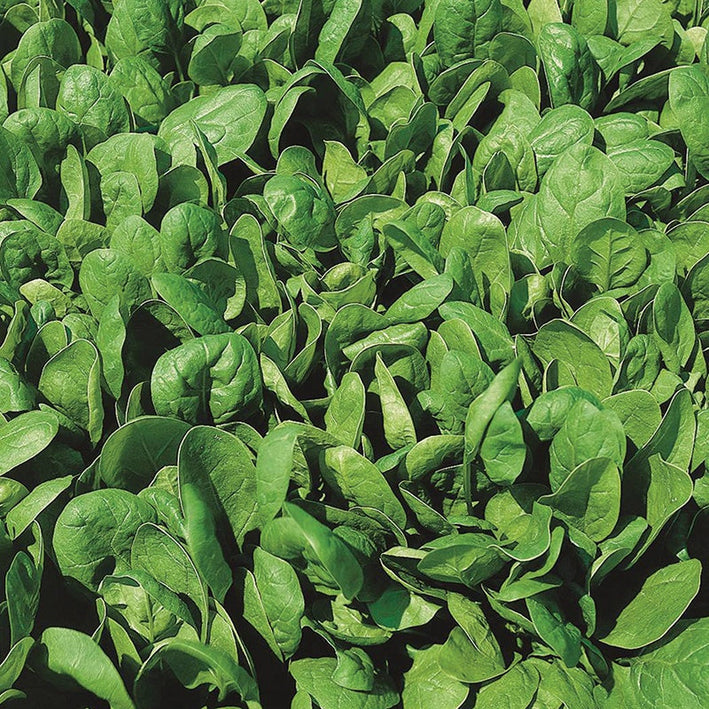 Palak Spinach " Lazio  " Exotic 20 Vegetable Seeds