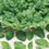 Palak Spinach " Samish  " Exotic 20 Vegetable Seeds