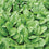 Palak Spinach " David Domoney  " Exotic 20 Vegetable Seeds