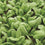 Palak Spinach " Cello  " Exotic 20 Vegetable Seeds