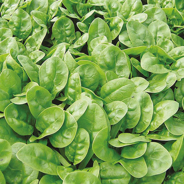 Palak Spinach " Emilia  " Exotic 20 Vegetable Seeds