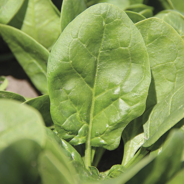 Palak Spinach " Cymbal  " Exotic 20 Vegetable Seeds