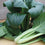 Palak Spinach " Komatsuna  " Exotic 20 Vegetable Seeds