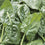 Palak Spinach " Missouri  " Exotic 20 Vegetable Seeds