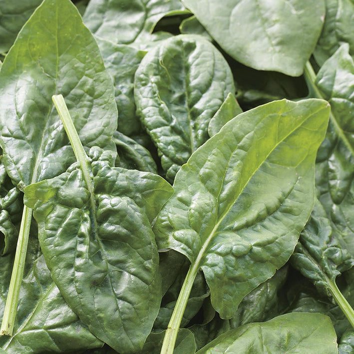 Palak Spinach " Missouri  " Exotic 20 Vegetable Seeds