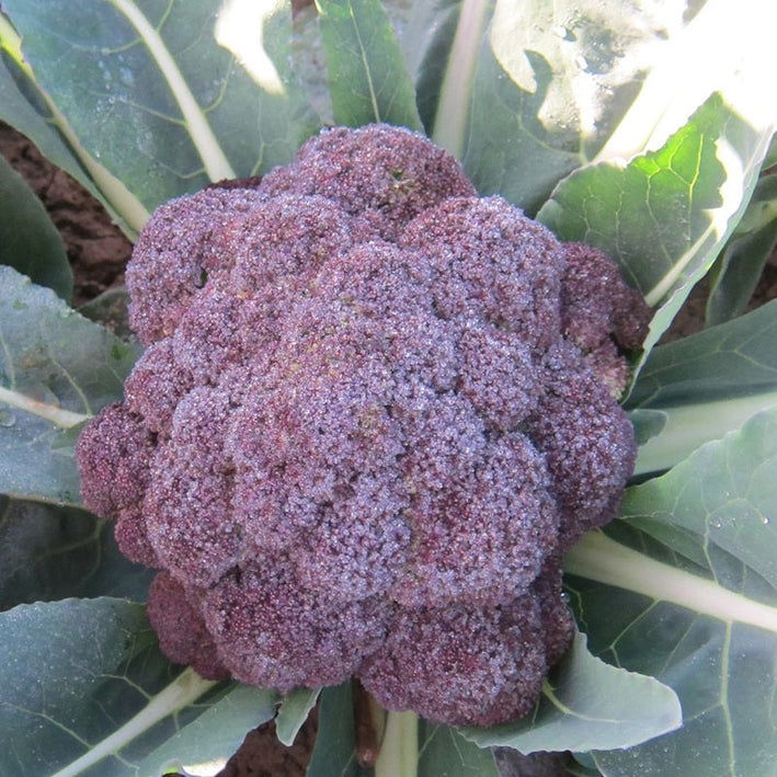 Broccoli " Purple Rain  " Exotic 20 Vegetable Seeds